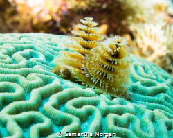 Christmas Tree Worms, Macro, East End Cayman Islands by Samantha Morgan 